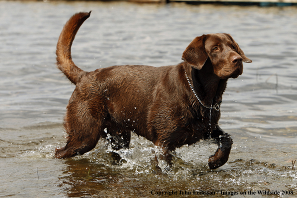 Chocolate Labrador Retriever in water