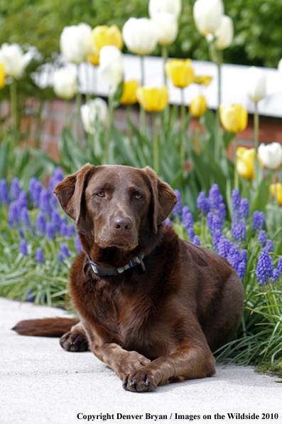 Chocolate Labrador Retriever