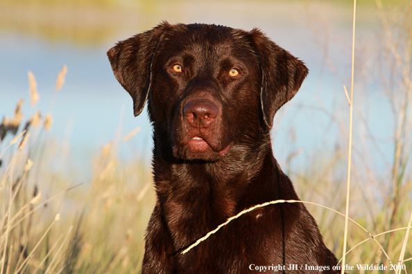 Chocolate Labrador Retriever