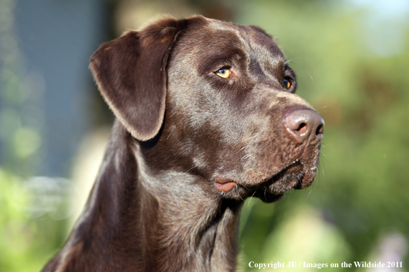 Chocolate Labrador Retriever.