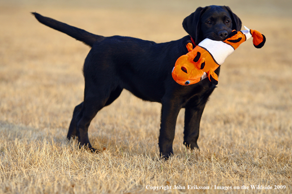 Black Labrador Retriever puppy in field