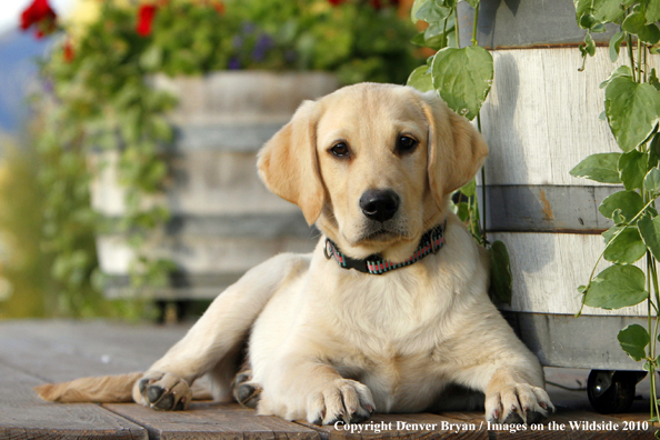 Yellow Labrador Retriever Puppy