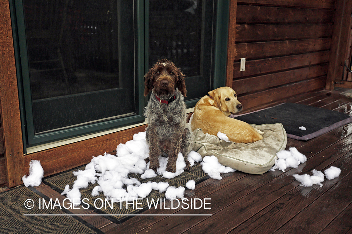 Wirehaired pointing griffon and lab laying on destroyed dog beds.