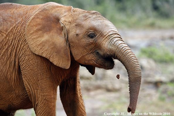 African Elephant (calf)