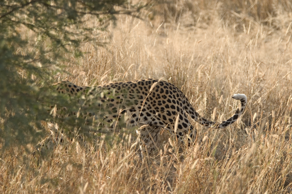 Leopard in habitat. Africa