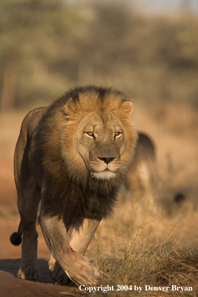 Male African lion in habitat. Africa