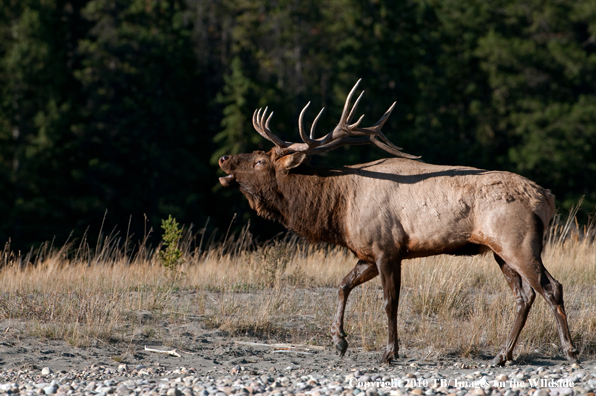 Rocky mountain elk in habitat.