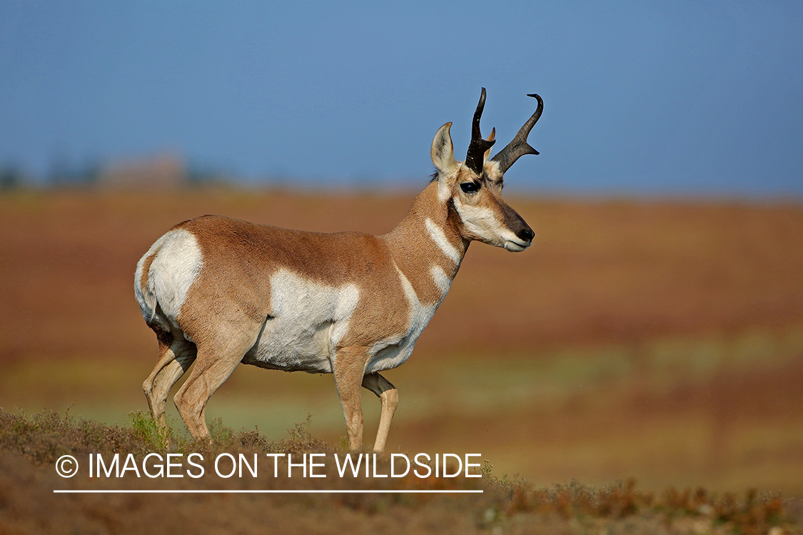 Pronghorn antelope in field.