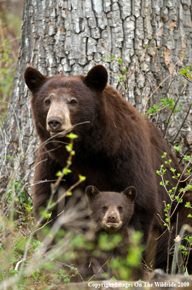 Black Bear with Cub