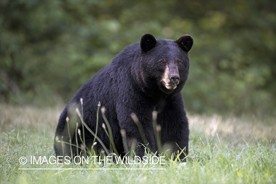 Black Bear in habitat.