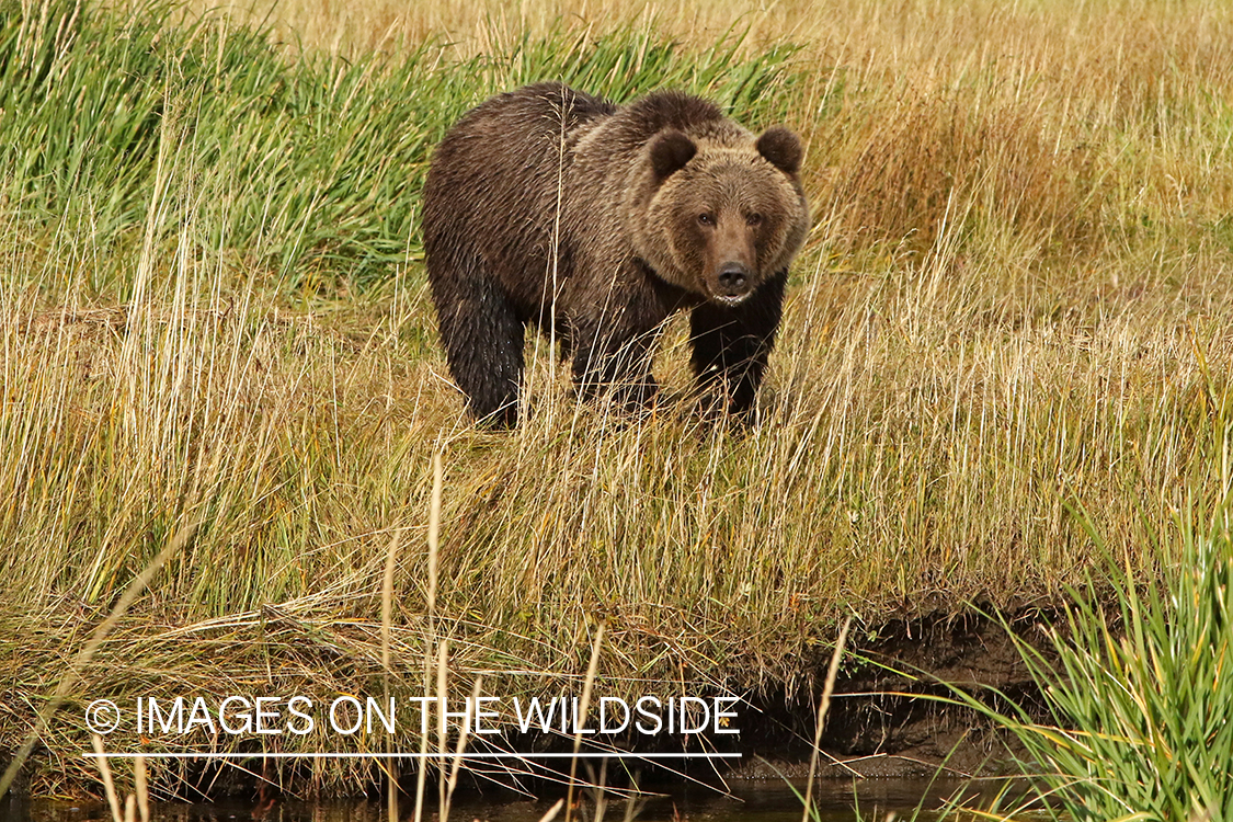 Brown Bear in Alaska.