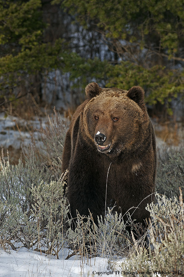 Grizzly Bear in habitat.