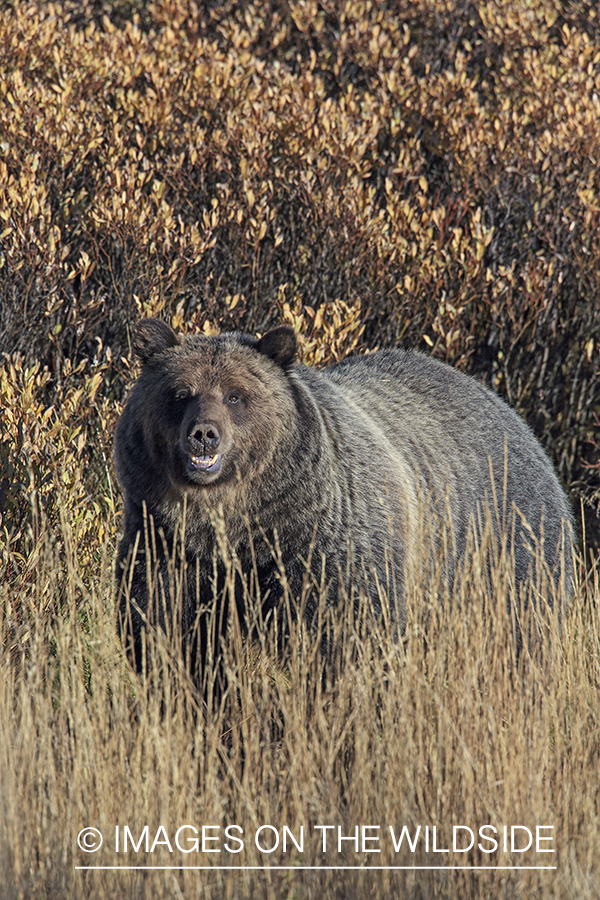 Grizzly bear in Rocky Mountain habitat.