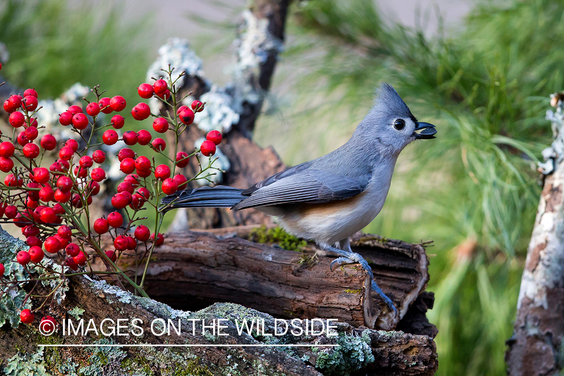 Tufted titmouse in habitat. 