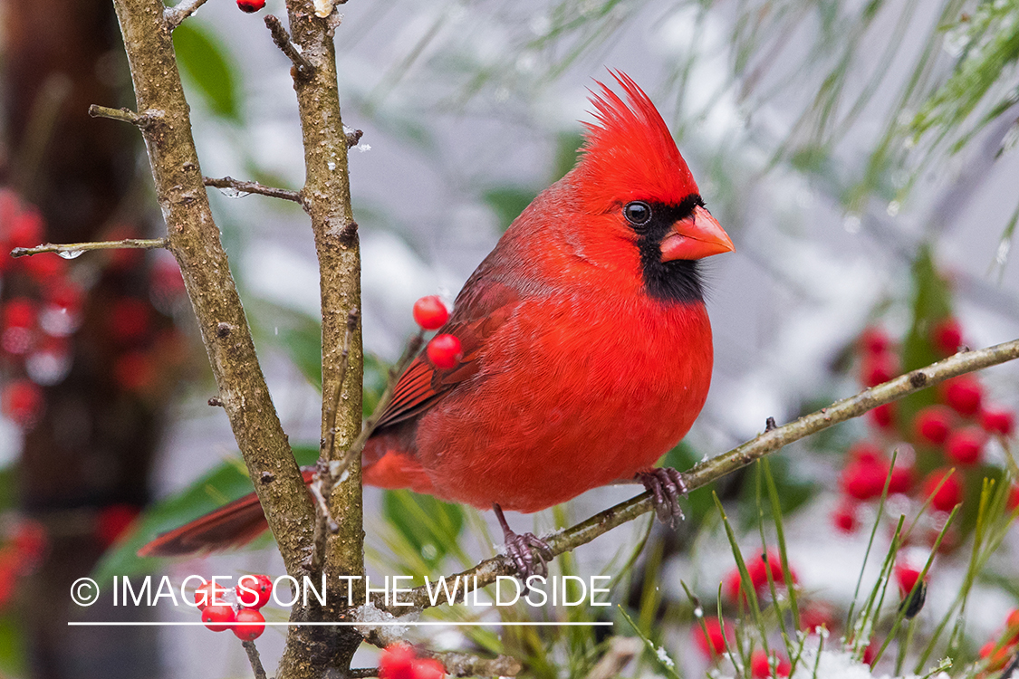 Northern Cardinal on branch.