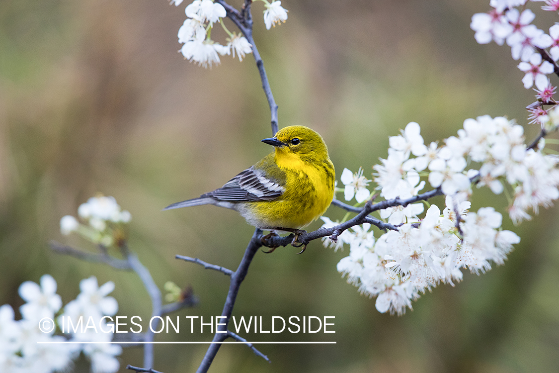 Pine Warbler on branch.