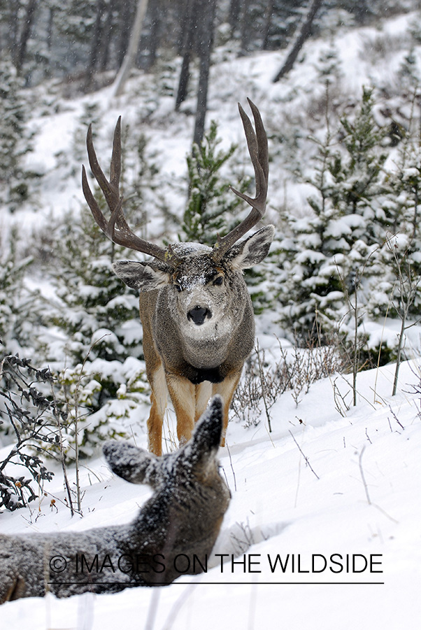 Mule deer 