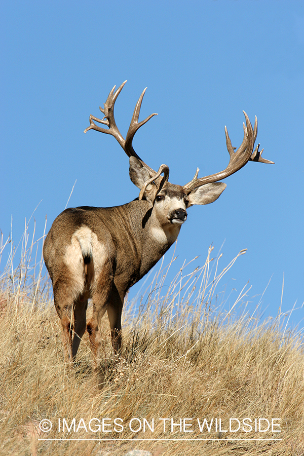 Mule deer buck in habitat. 