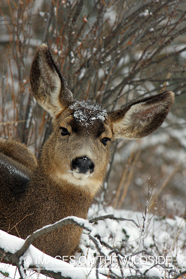 Mule deer doe in habitat. 