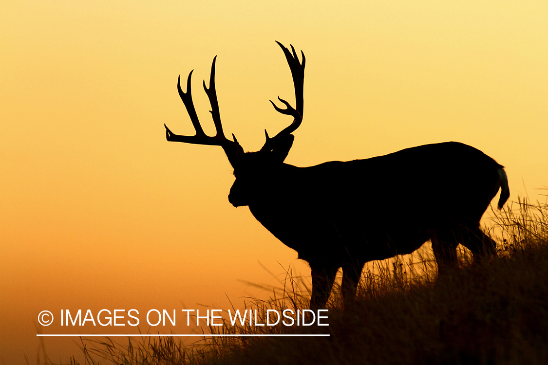 Mule Deer buck at sunset (silhouette).