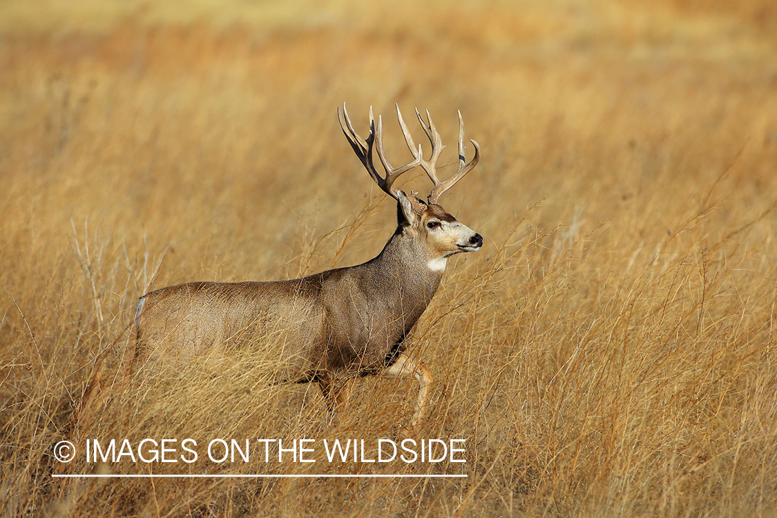 Mule deer buck in field.