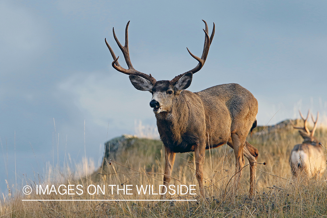 Mule deer buck in field.