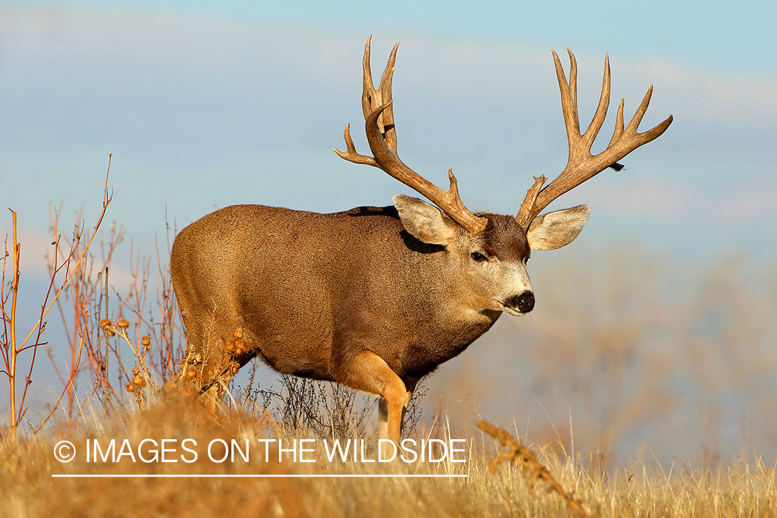 Mule deer buck in field.