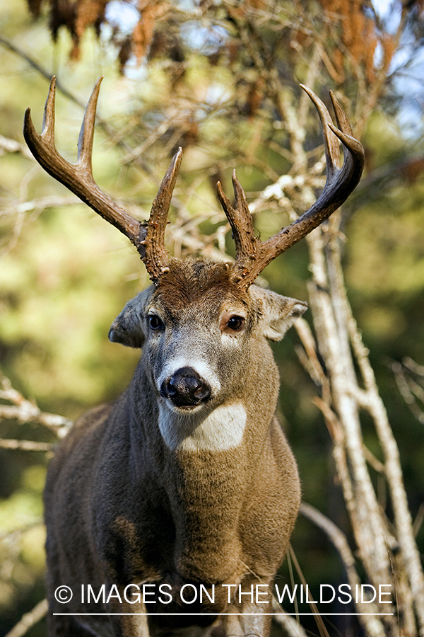 White-tailed deer in habitat