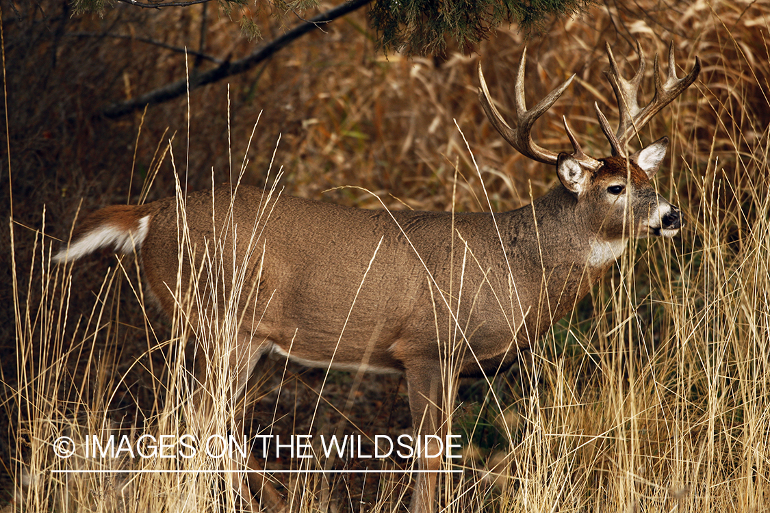 Whitetail Buck