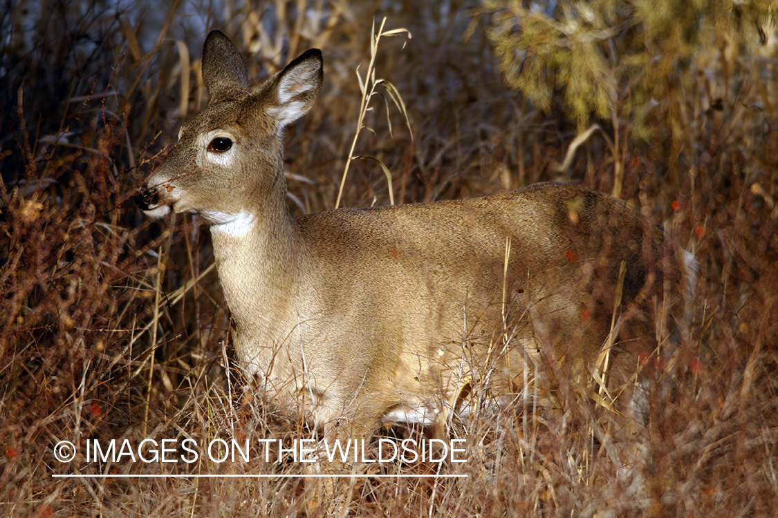 Whitetail Doe