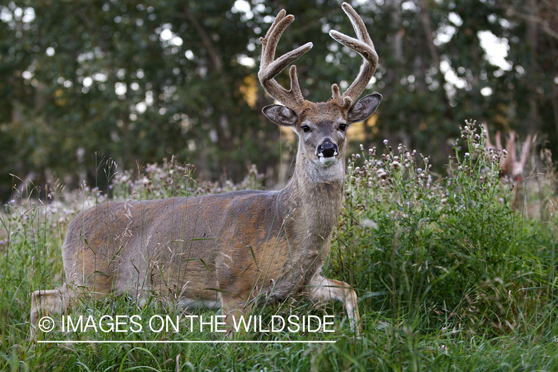 Whitetail buck in velvet