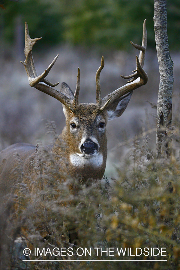 Whitetail buck in habitat