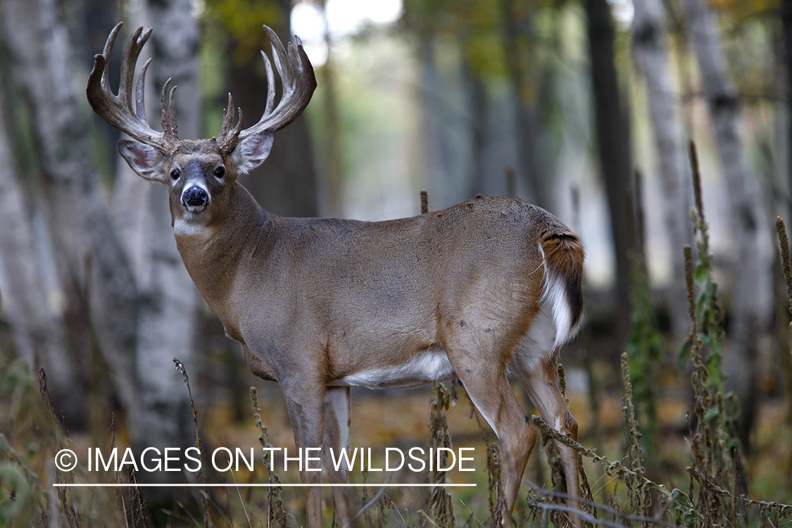 Whitetail buck in habitat