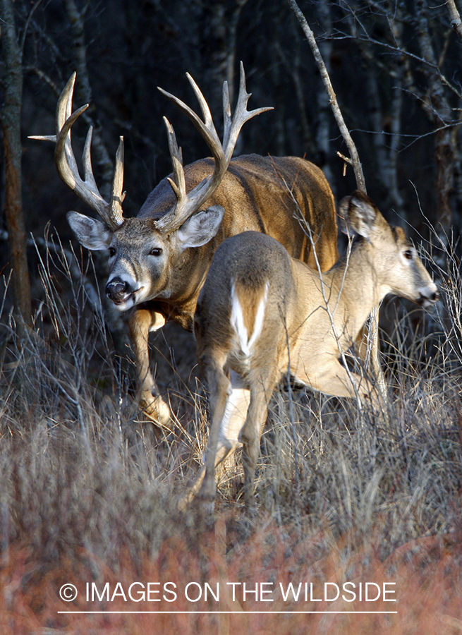 Whitetail buck displaying rutting behavior.