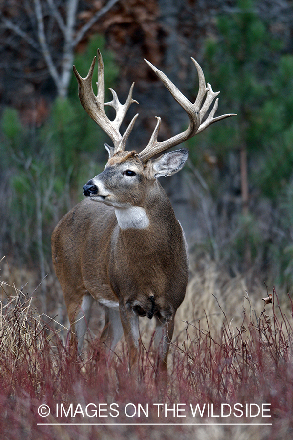 Whitetail buck in habitat.