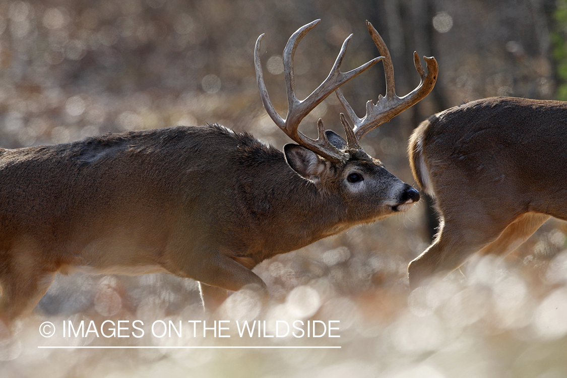 Whitetail buck in rut.