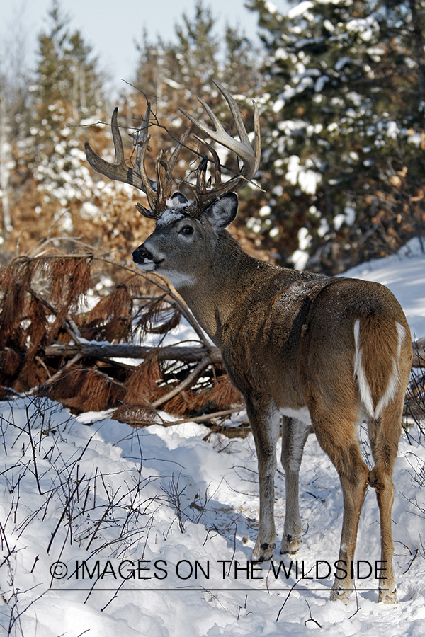 White-tailed buck in habitat.