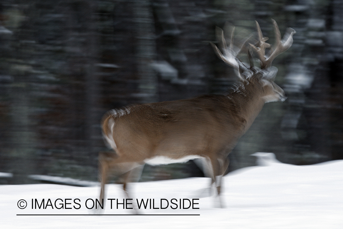 White-tailed buck in habitat.