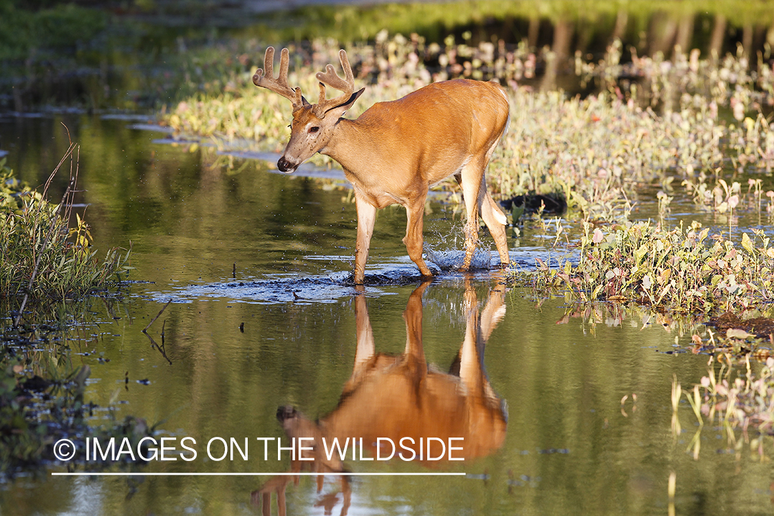 Whie-tailed deer apple creek