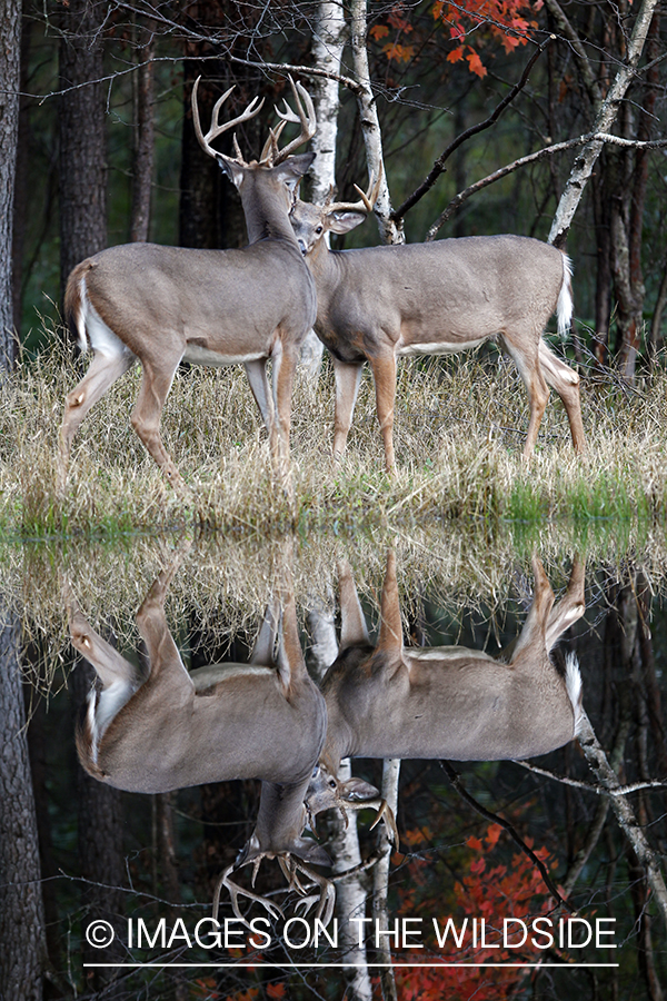 White-tailed bucks in habitat