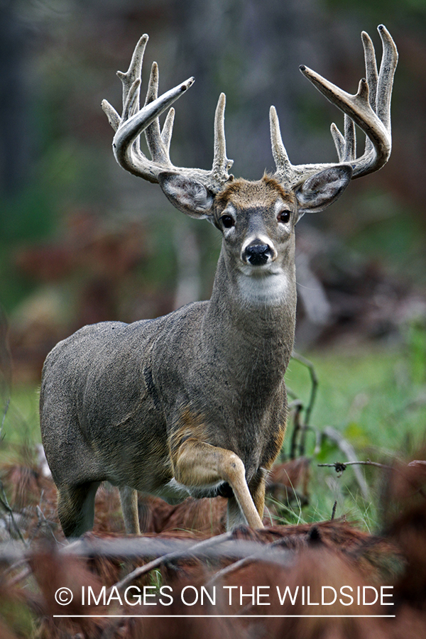 White-tailed buck in velvet 