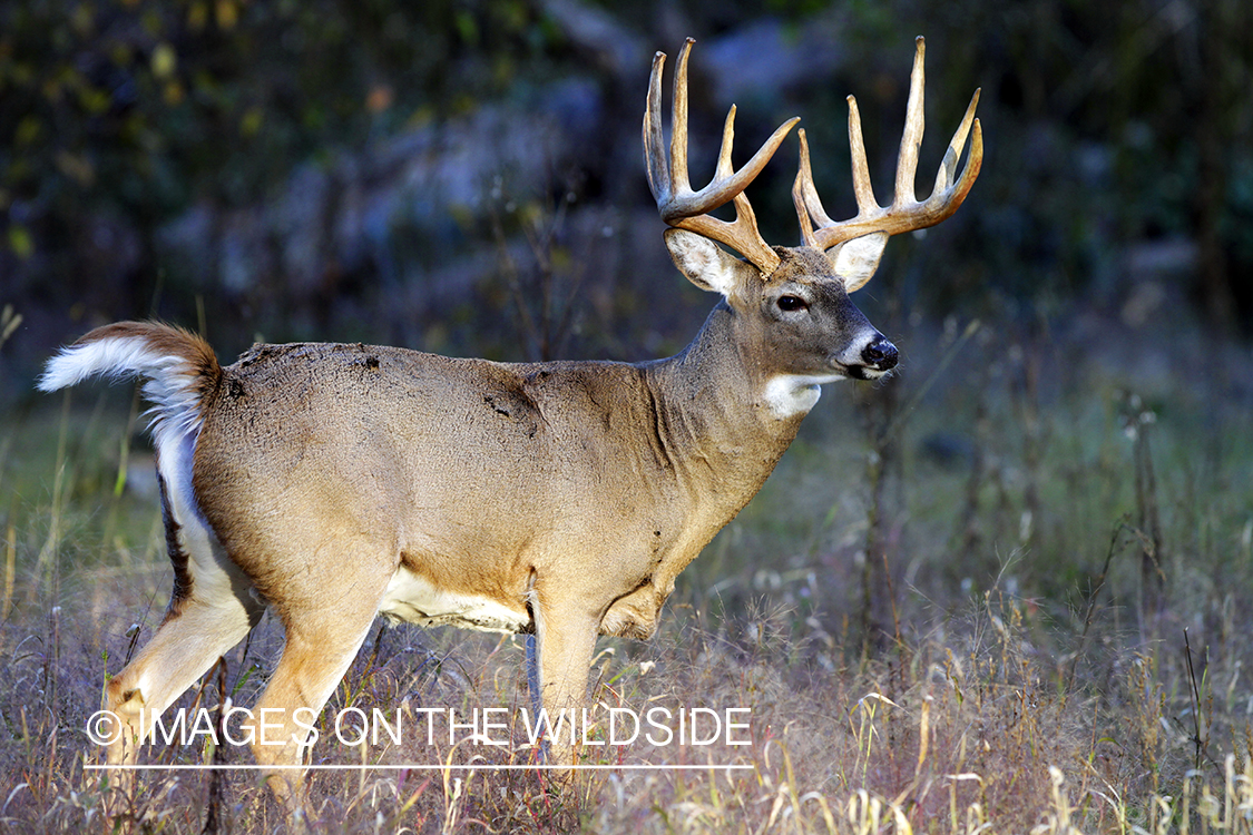 White-tailed buck in habitat. *