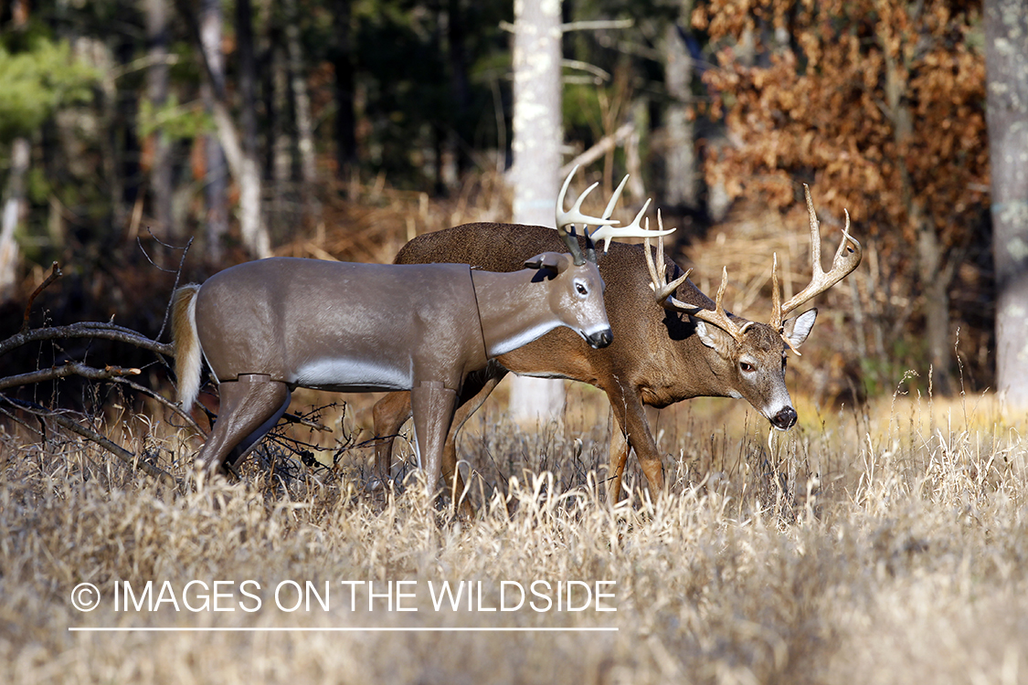 White-tailed buck in habitat. *