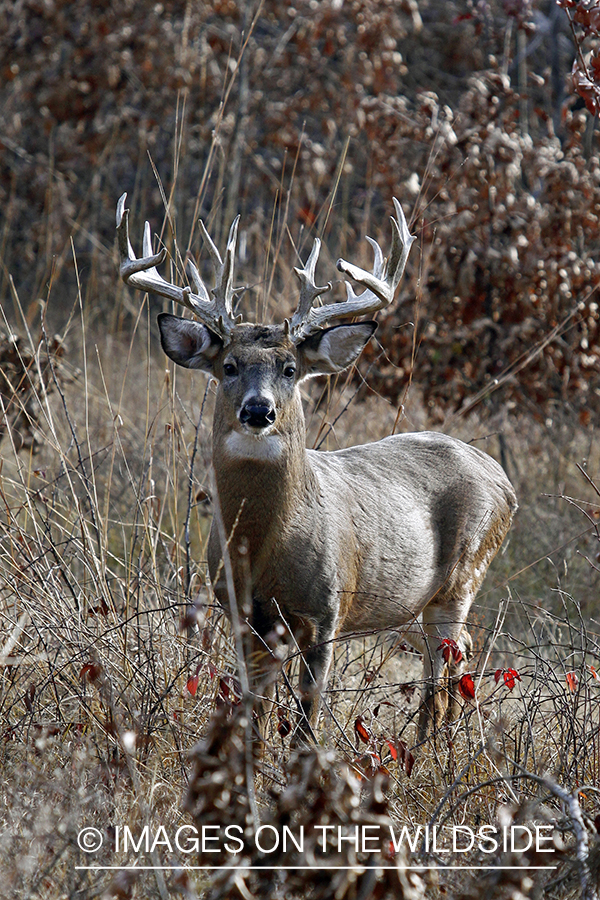 White-tailed buck in habitat. *