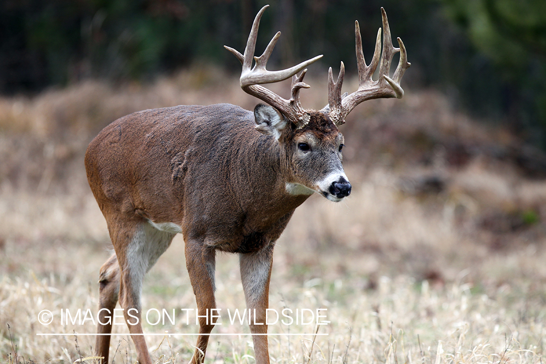 White-tailed buck in habitat. 