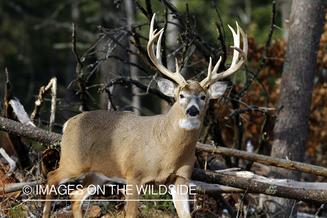 White-tailed buck in habitat. *