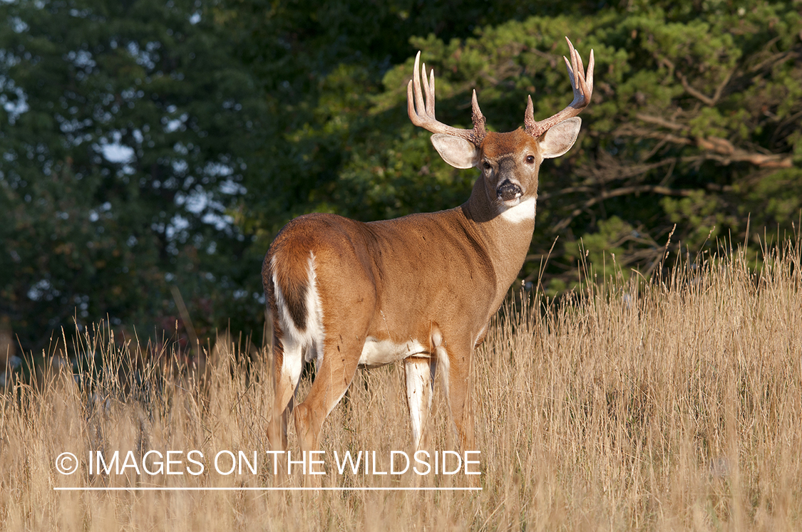 White-tailed buck in habitat. 