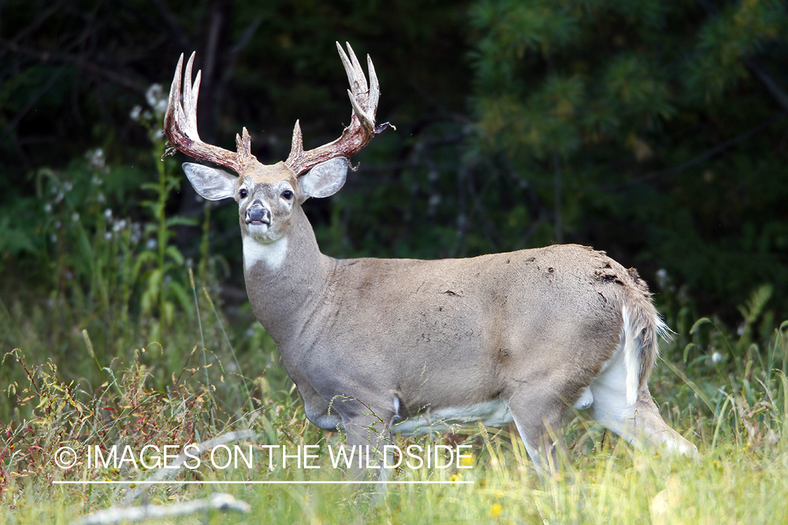 White-tailed buck shedding velvet.  