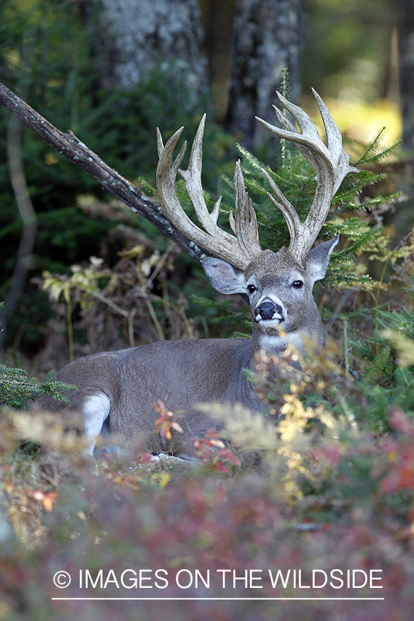 White-tailed buck in habitat. 