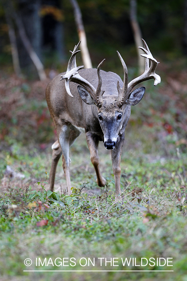 White-tailed buck in habitat. 